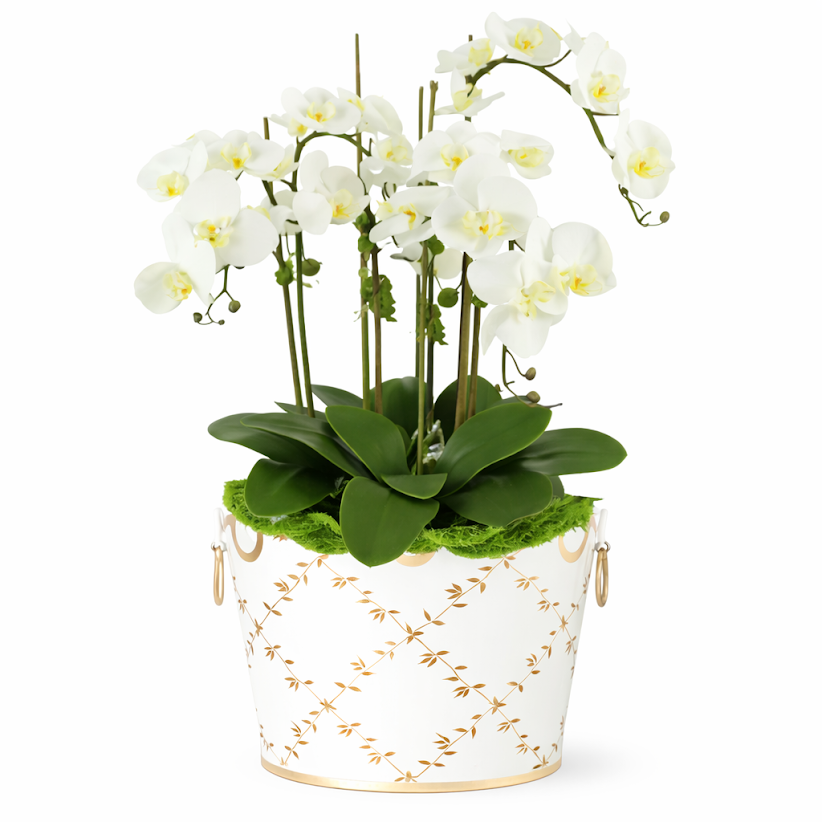 3 Stem White Phalaenopsis Orchid in Trellis Planter