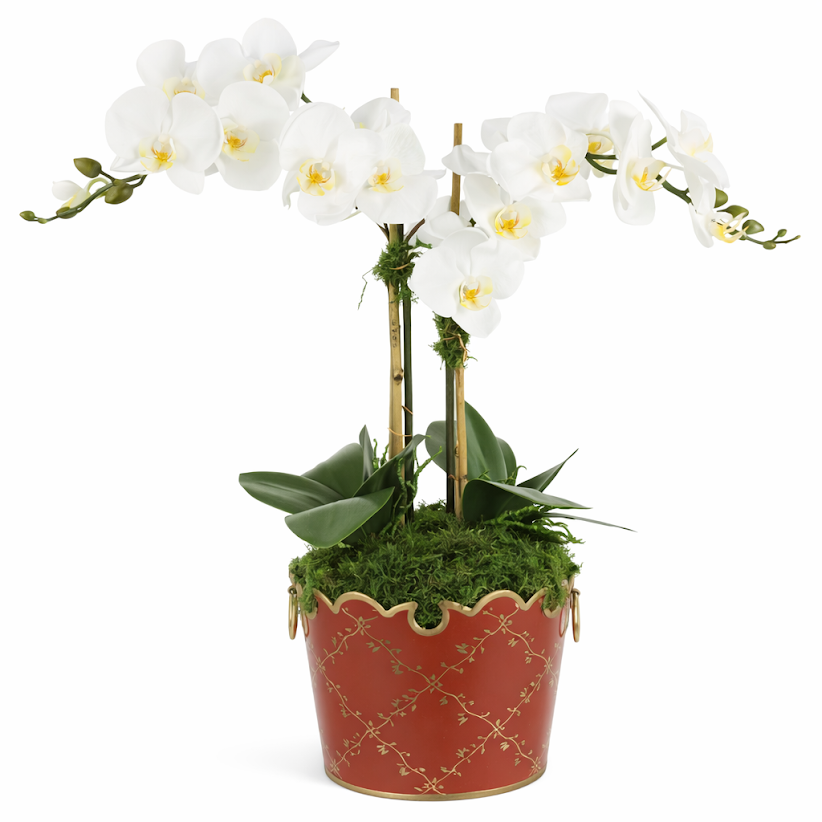 2 Stem White Orchid in Chinoiserie Trellis Planter (4 Color Planters)