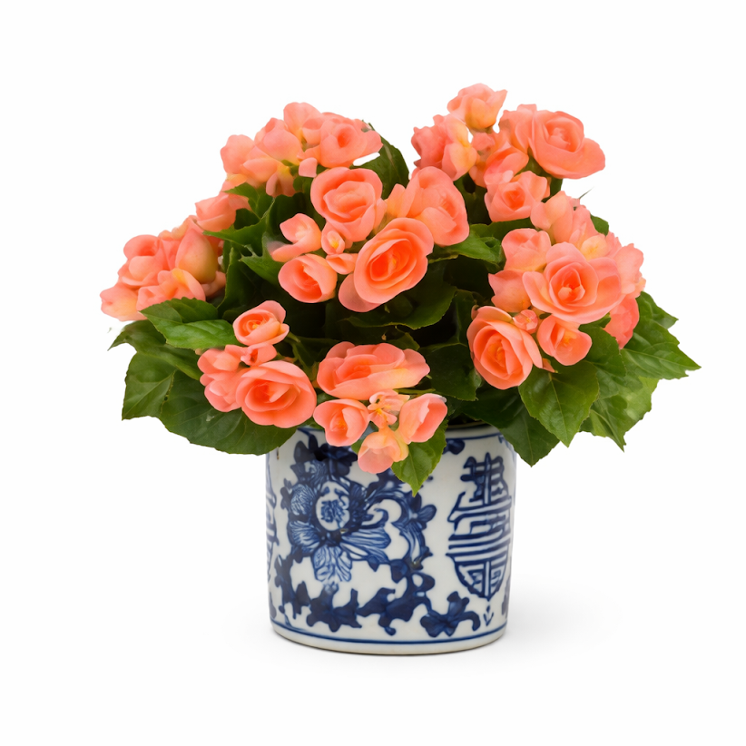 Apricot Begonia in Blue and White Planter