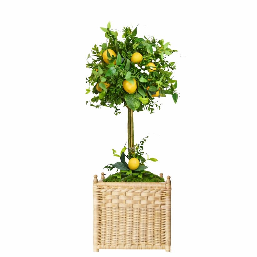 Lemon Topiary in Large Wicker Square Planter
