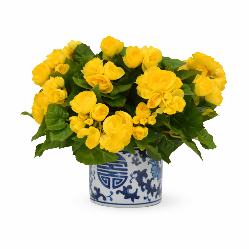 Yellow BEGONIA IN BLUE AND WHITE PLANTER