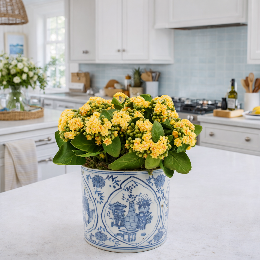 Yellow Kalanchoe in Porcelain Round Planter