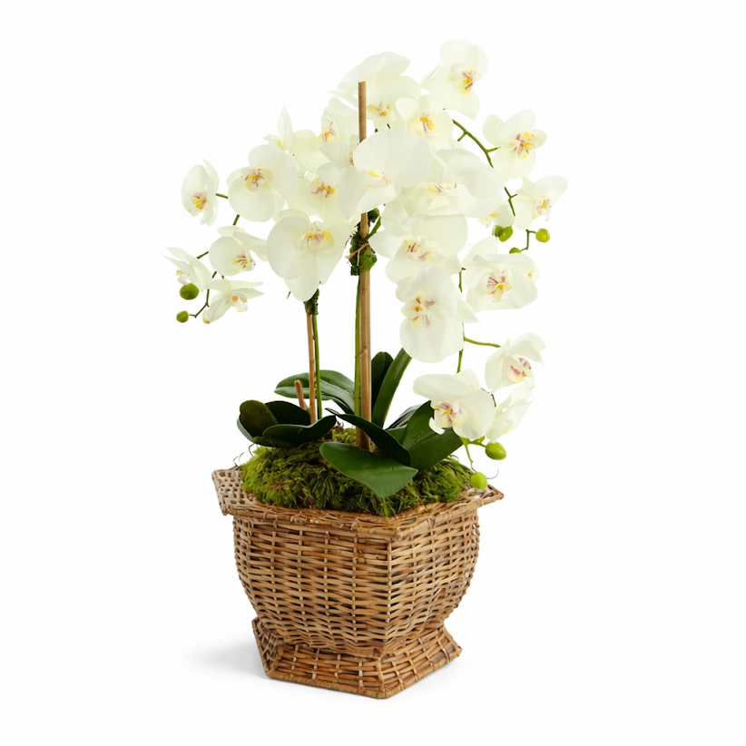 3 Stem White Orchid in Wicker Hexagon Planter