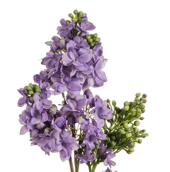 26" Lilac Stems (Box of 12 Stems)