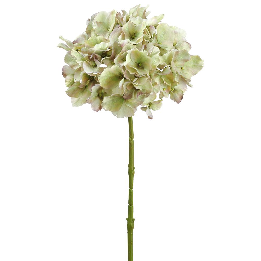Box of 8 Pale Green Hydrangea Stems