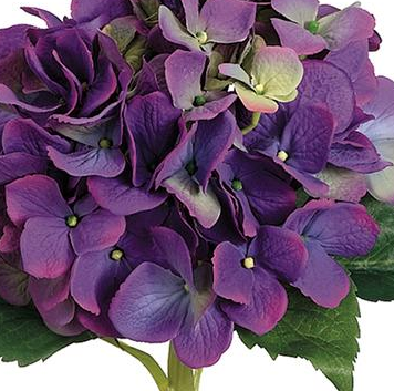 19" Large Single Hydrangea Spray (Box of 12)