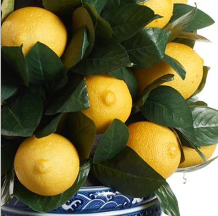 Pair of lemon topiaries in blue & white planter