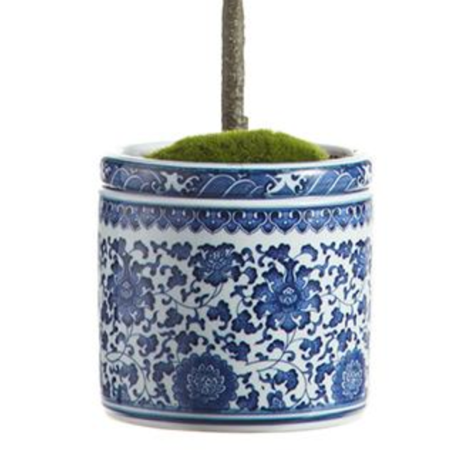 Pair of tall lemon ball topiaries in blue & white planter