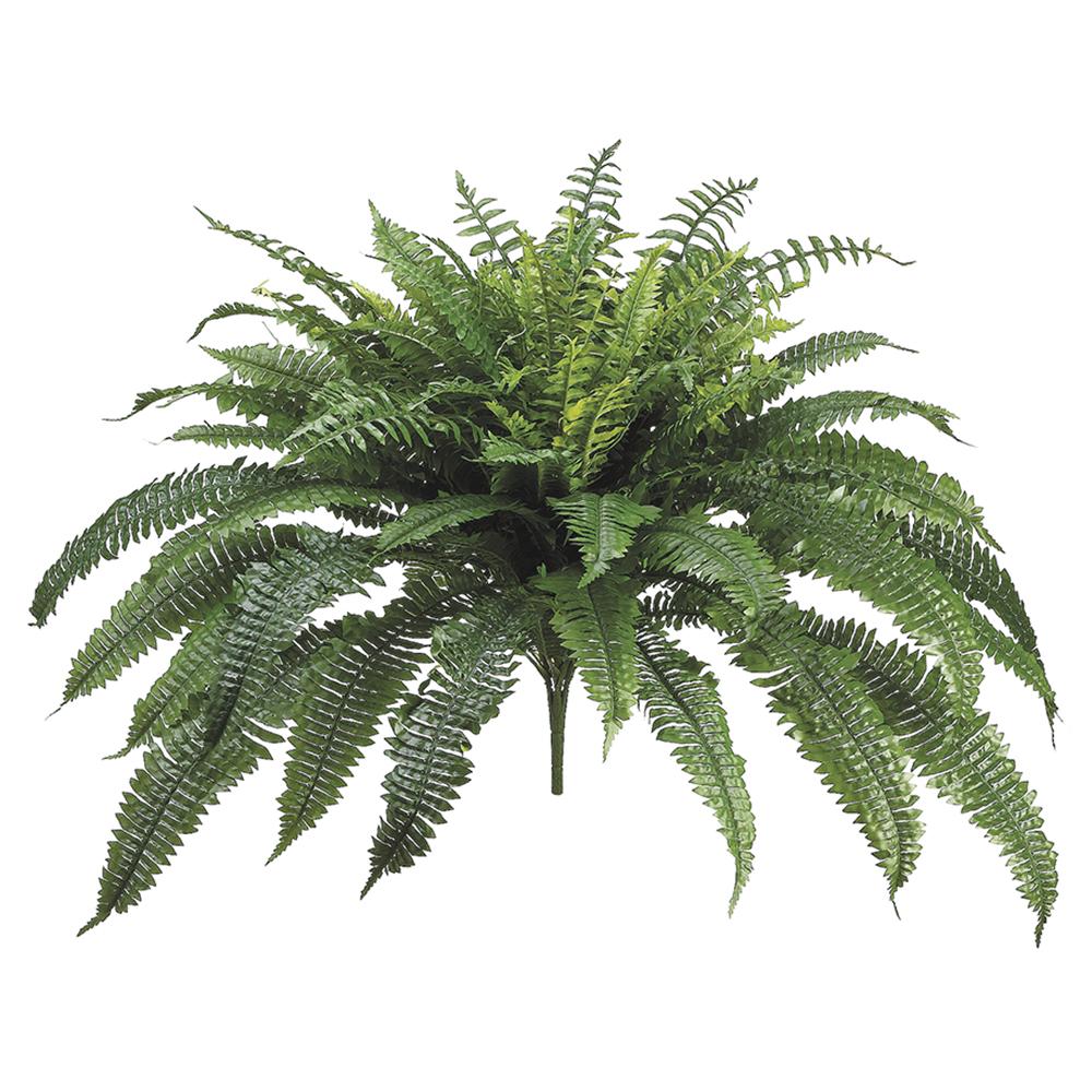 32" Boston Fern Bush