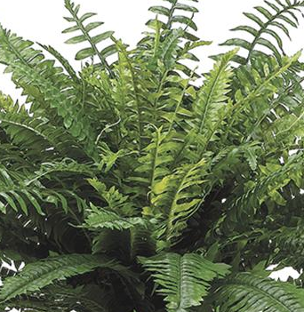 32" Boston Fern Bush