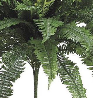 32" Boston Fern Bush