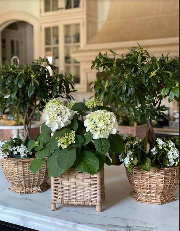 Square Natural Wicker Box Planter (4 Sizes)