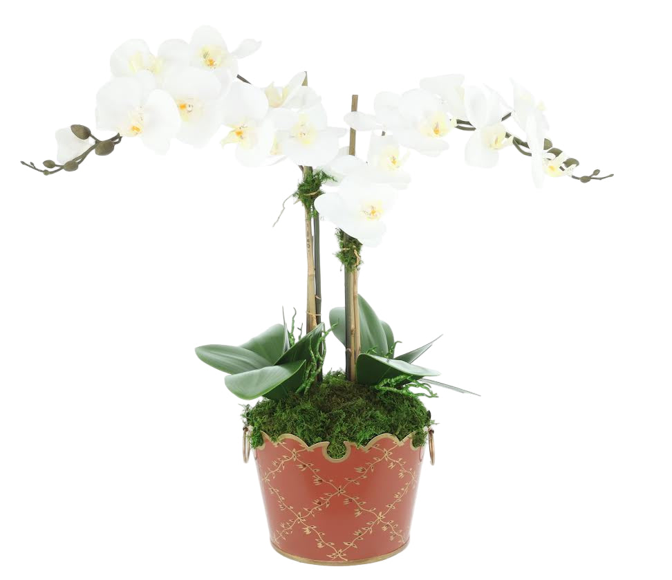 2 Stem White Orchid in Chinoiserie Trellis Planter