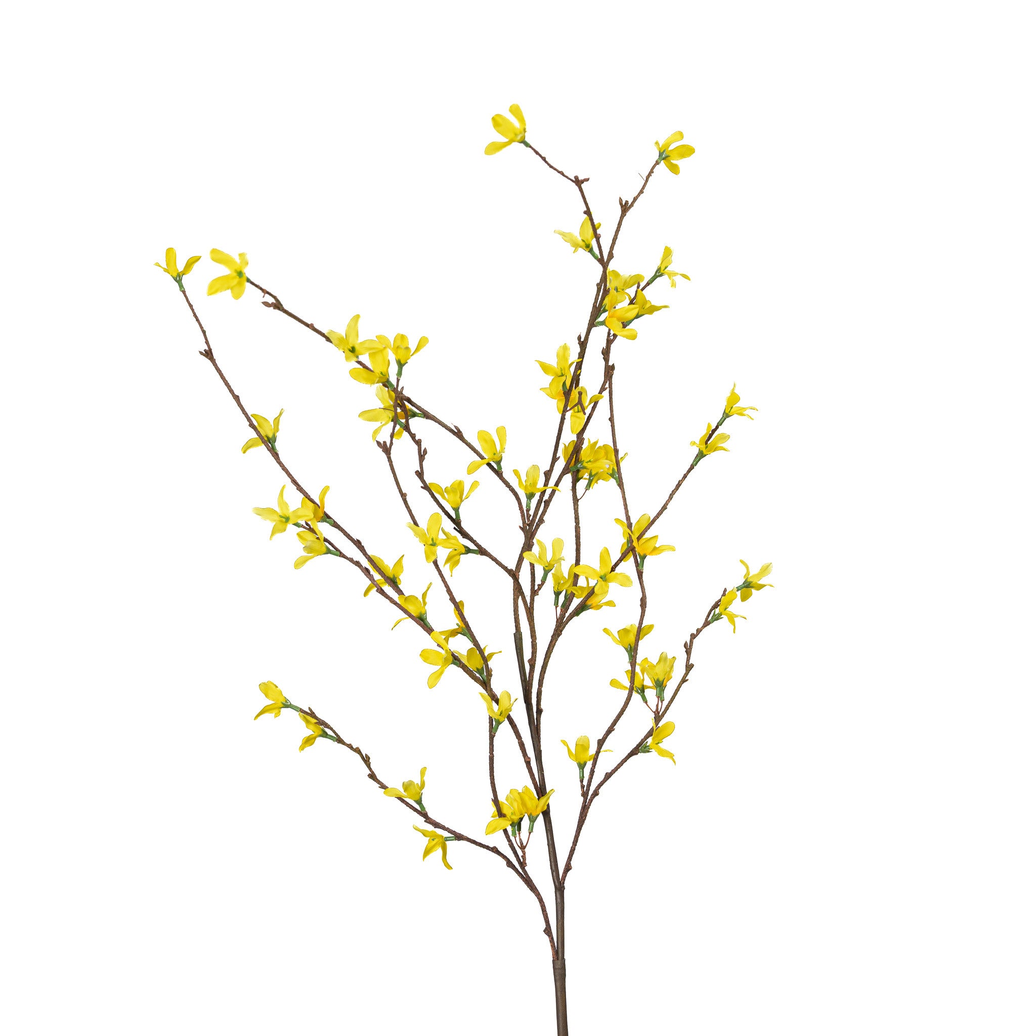 Box of 12 YELLOW FORSYTHIA BRANCH