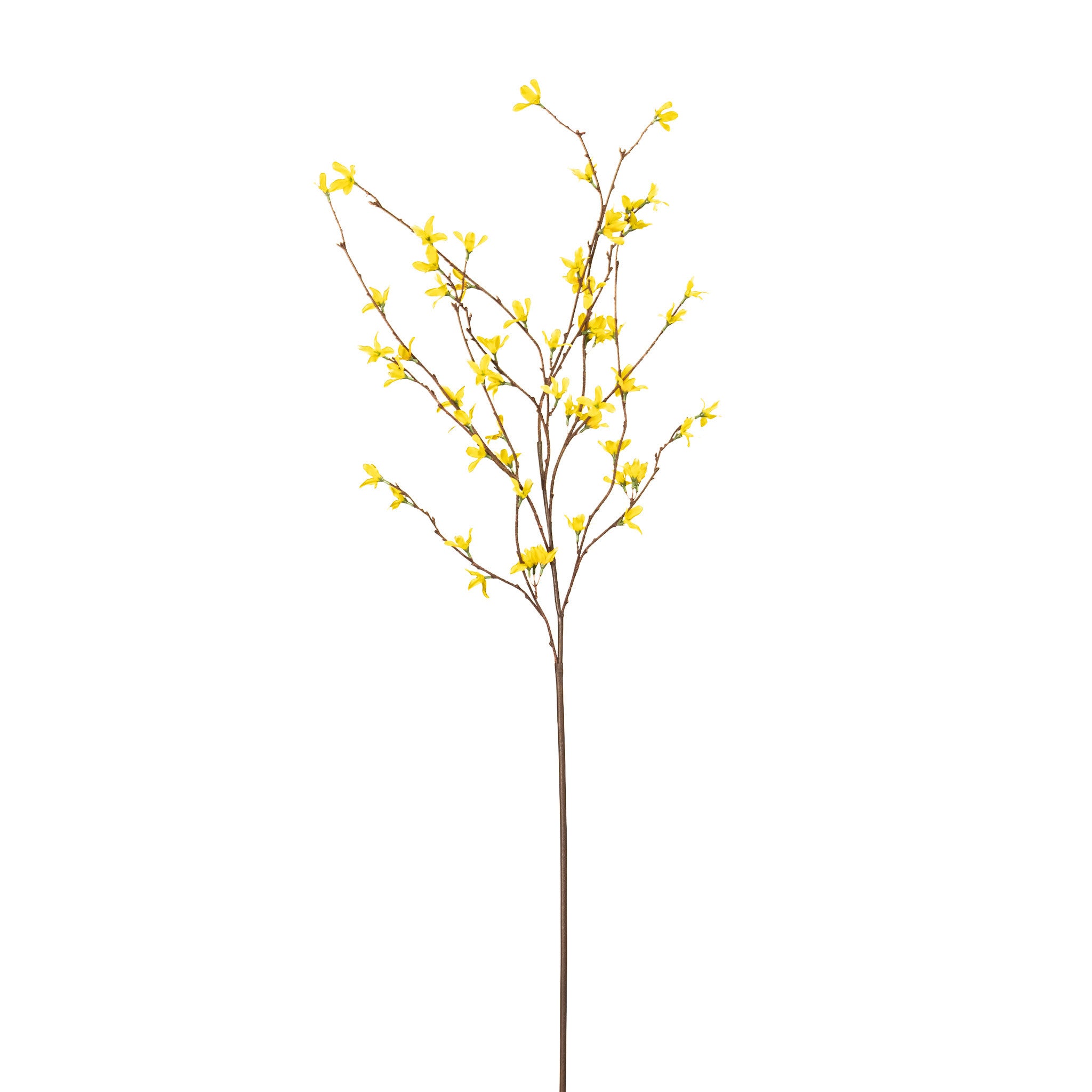 Box of 12 YELLOW FORSYTHIA BRANCH