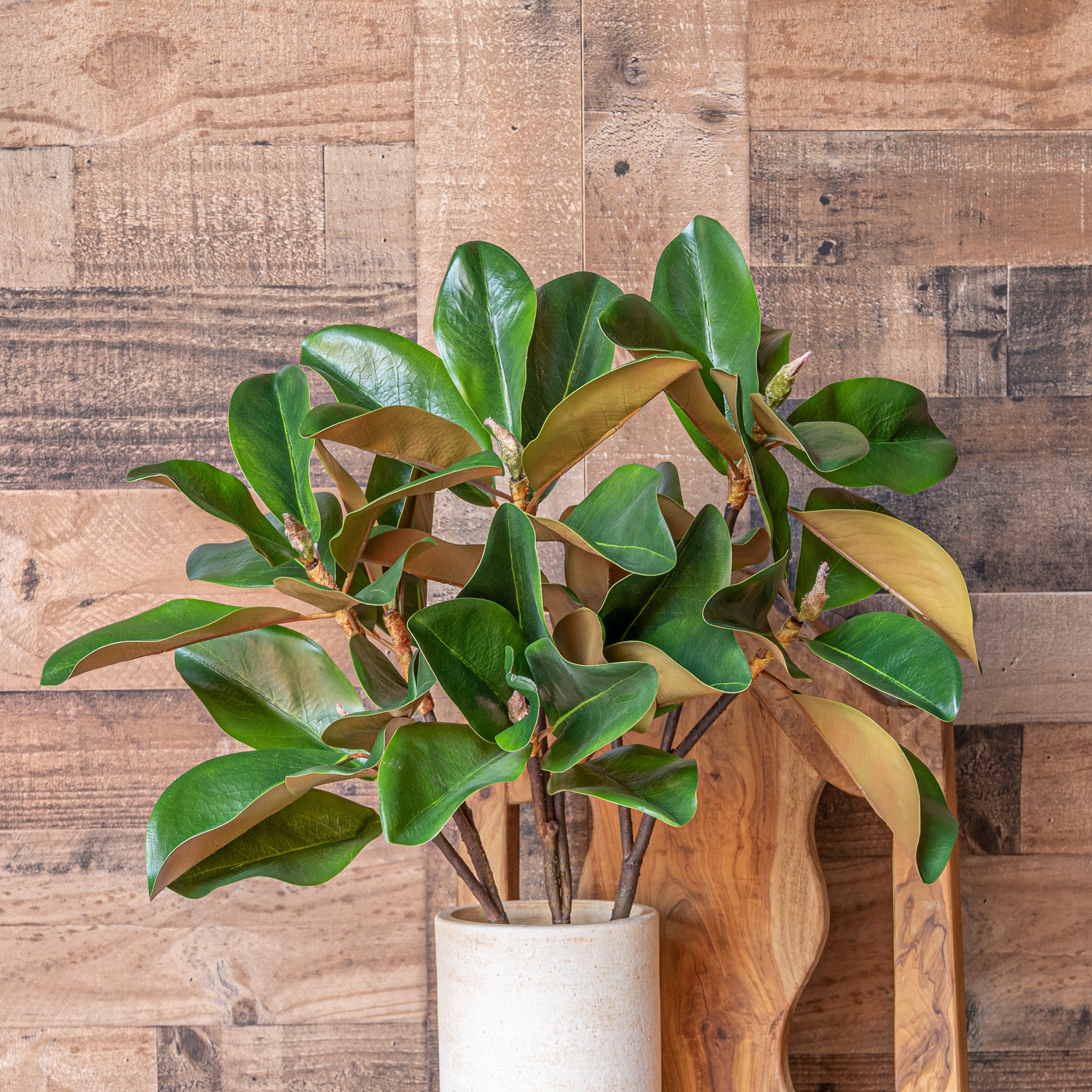 MAGNOLIA LEAF BRANCH - 24 INCH (Box of 12 Stems)