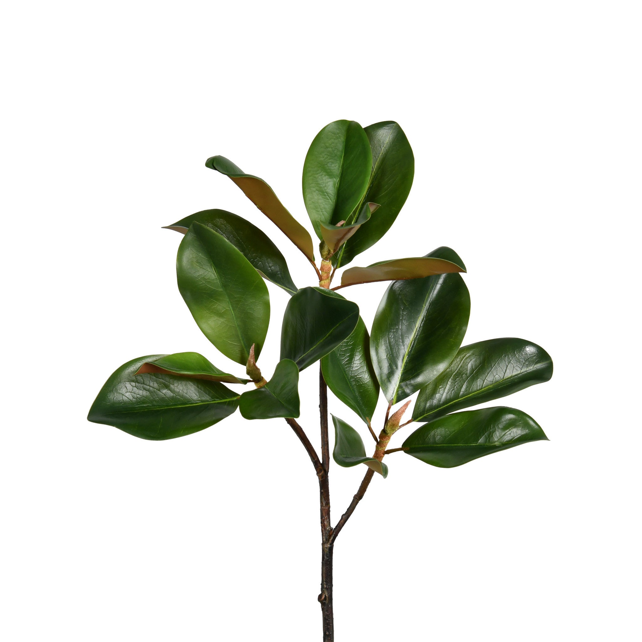MAGNOLIA LEAF BRANCH - 24 INCH (Box of 12 Stems)