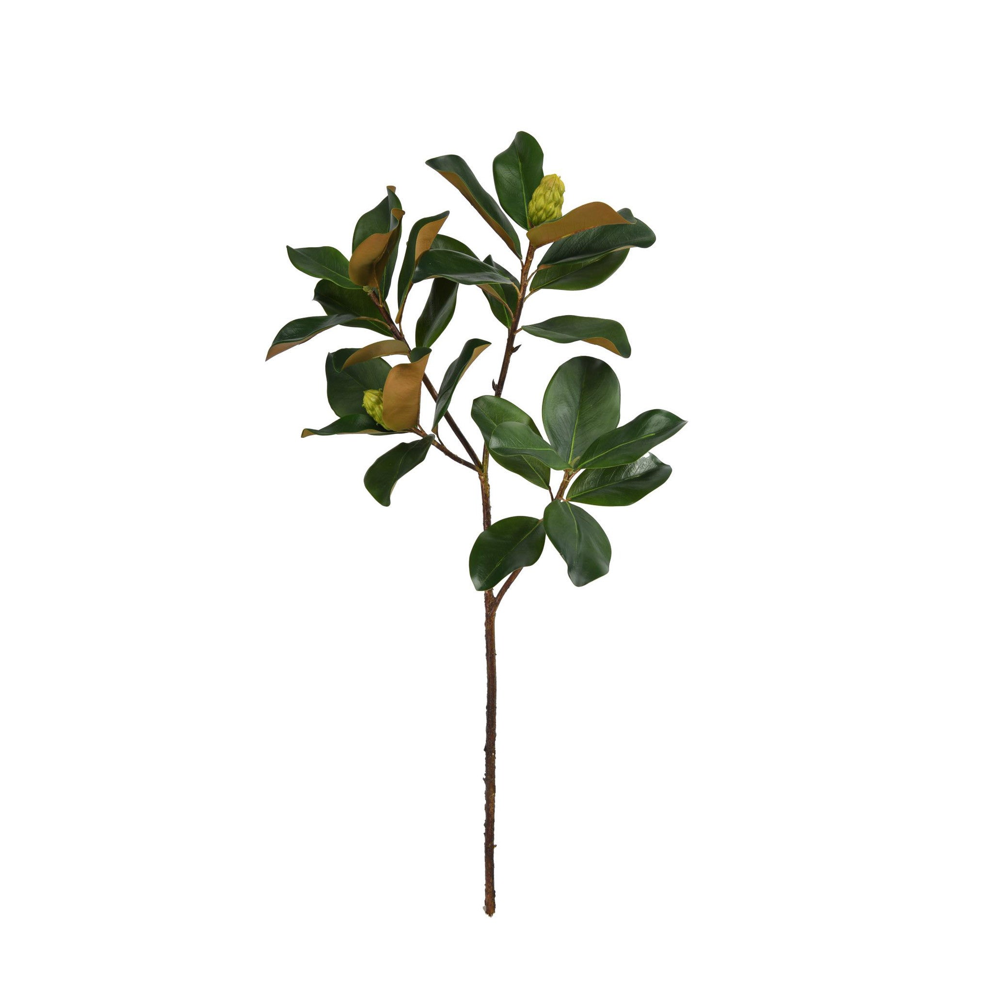 MAGNOLIA LEAF BRANCH - 44 INCH (Box of 6 Stems)