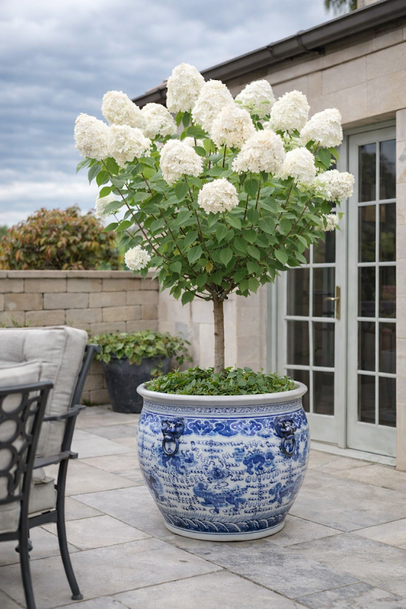 Jumbo Lion Ring Fishbowl