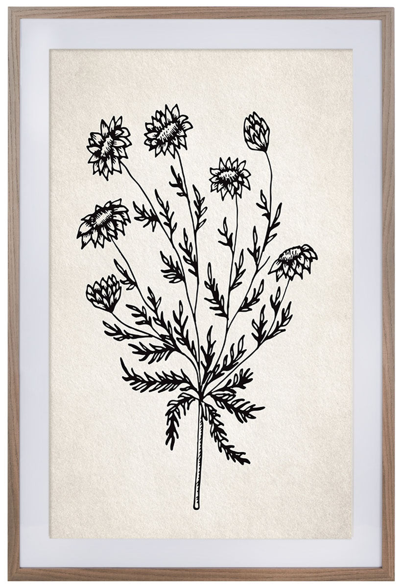 Fresh Cut Flora, 24 X 36, Framed Wall Art | Safavieh - Ivory / Black