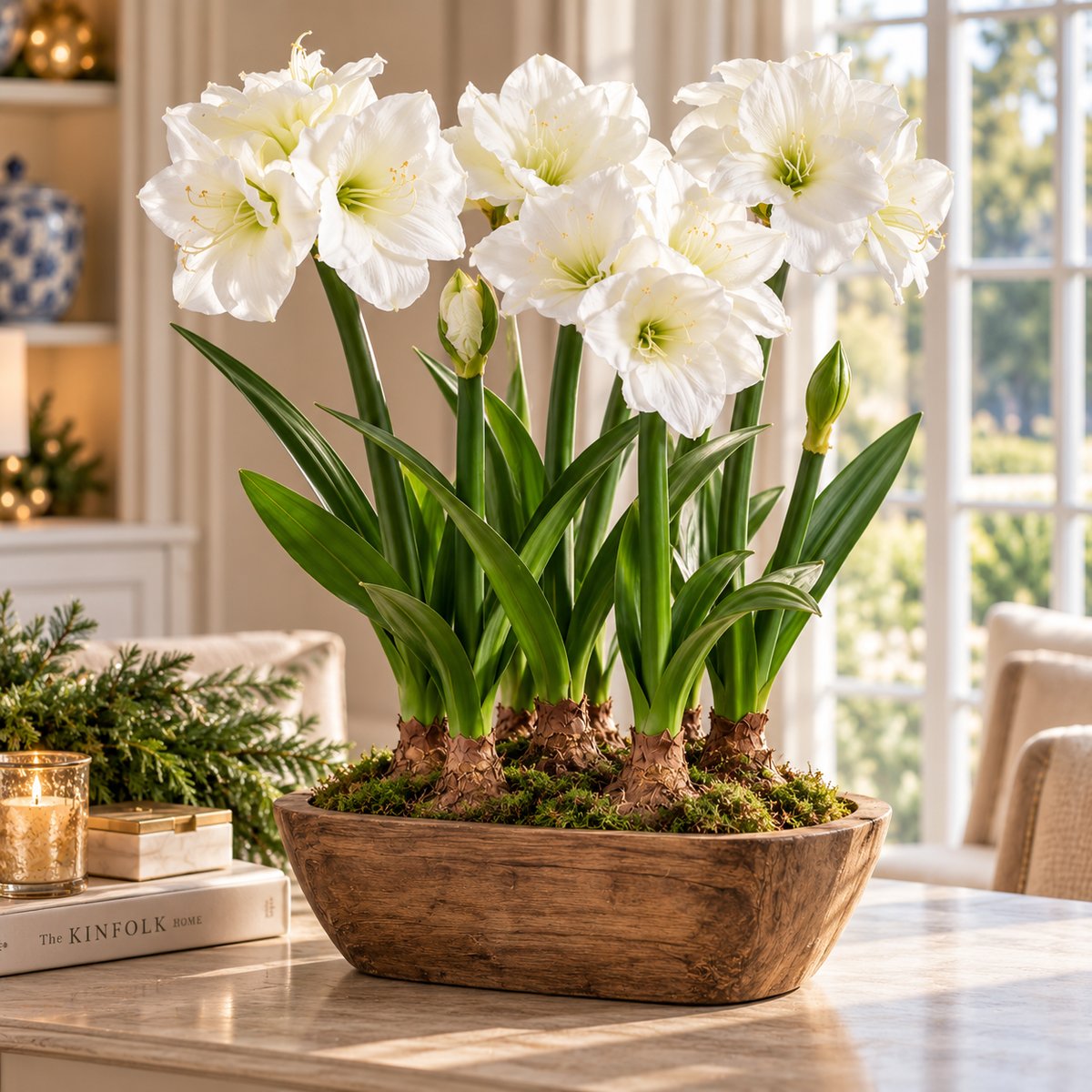 Set of 4 White Amaryllis with Bulbs & Moss