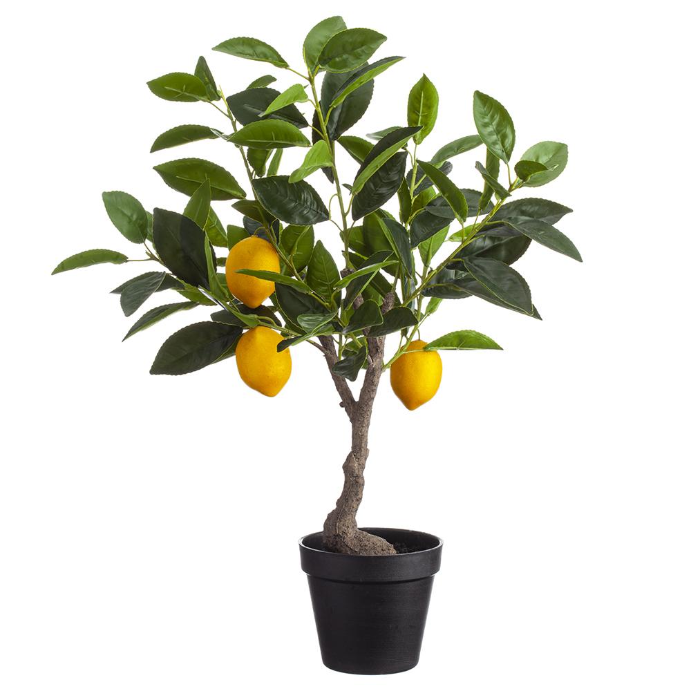 23.5" Lemon Tree