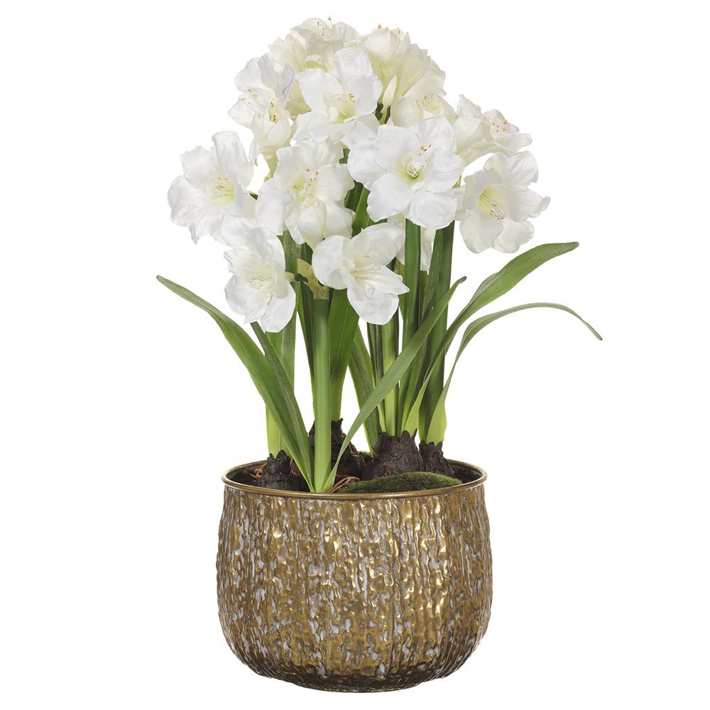 36" Amaryllis in Metal Planter White