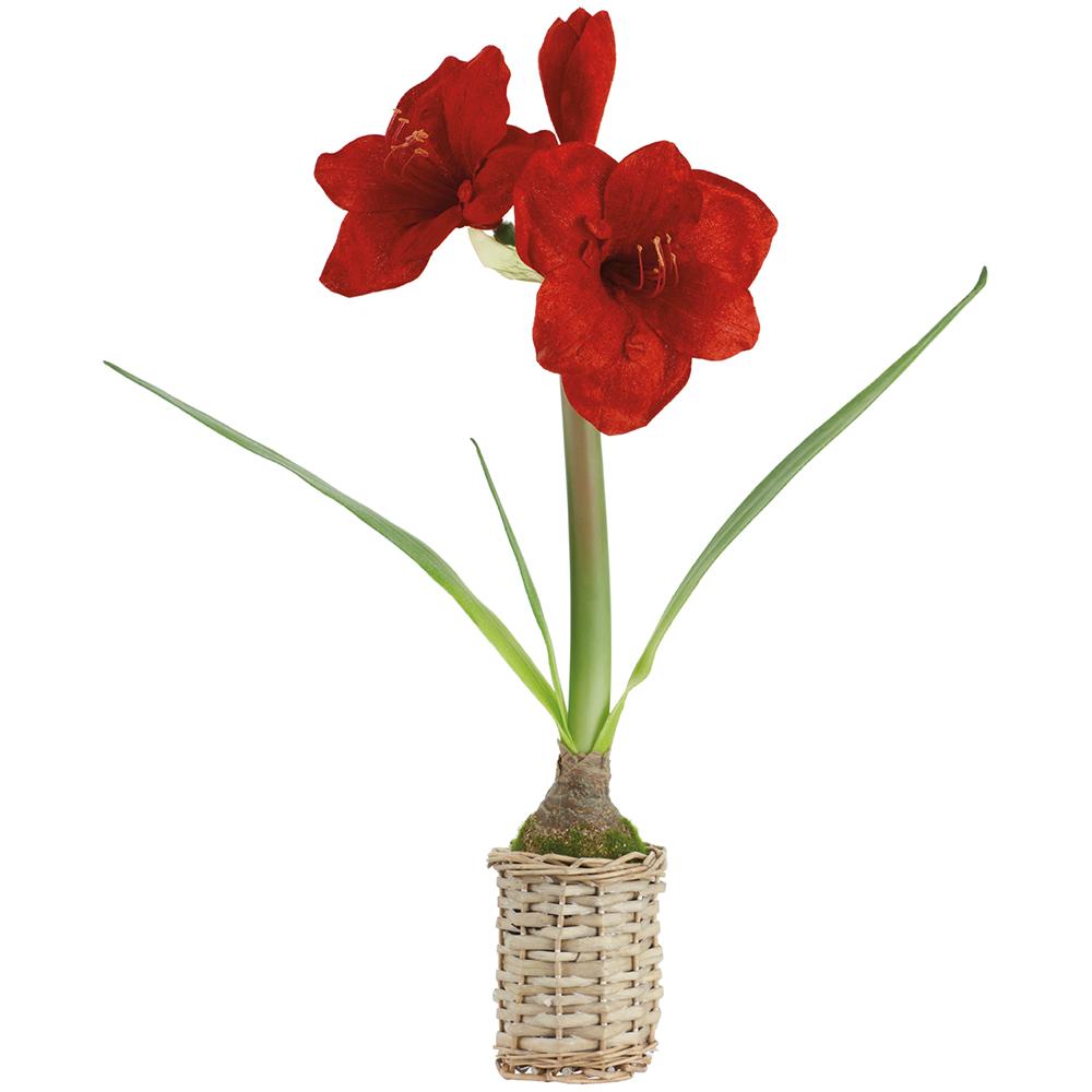 Set of 4 Red Velvet Amaryllis in Wicker Basket