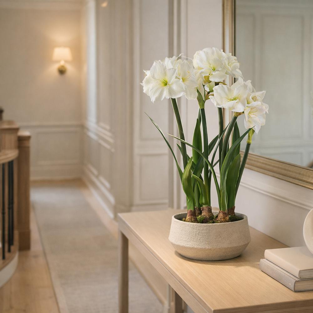 White Amaryllis with Decorative Bulb in Terra Cotta Planter