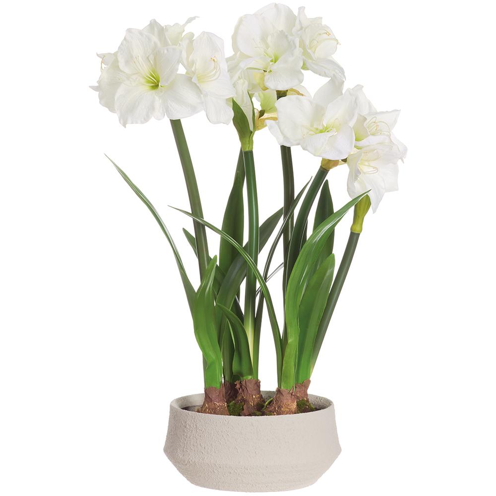 White Amaryllis with Decorative Bulb in Terra Cotta Planter