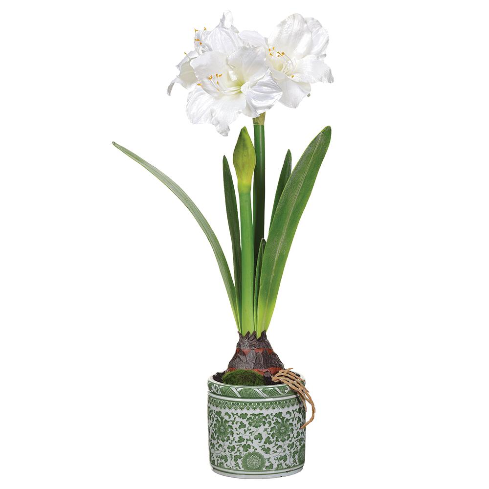 27.5" Amaryllis in Green & White Pot