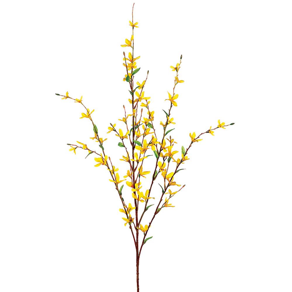 Box of 24 Yellow Forsythia Stems