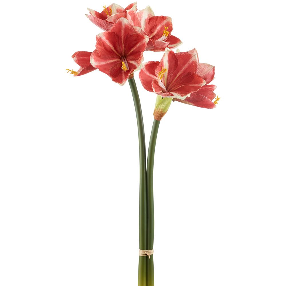 Set of 12 Crimson Amaryllis Bundle