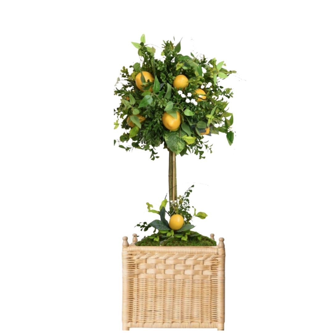 LEMON TOPIARY IN Medium WICKER SQUARE PLANTER
