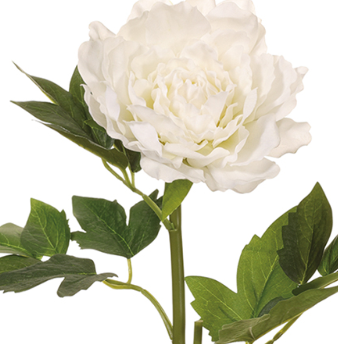 BOX OF 12 "REAL TOUCH" WHITE PEONY STEMS