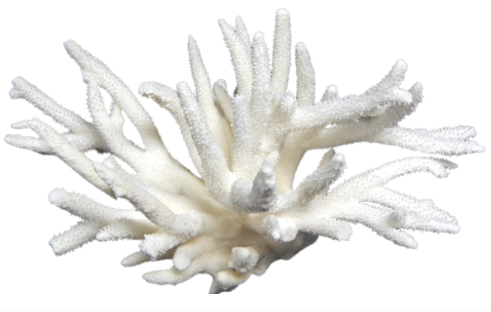 Stag Horn Coral