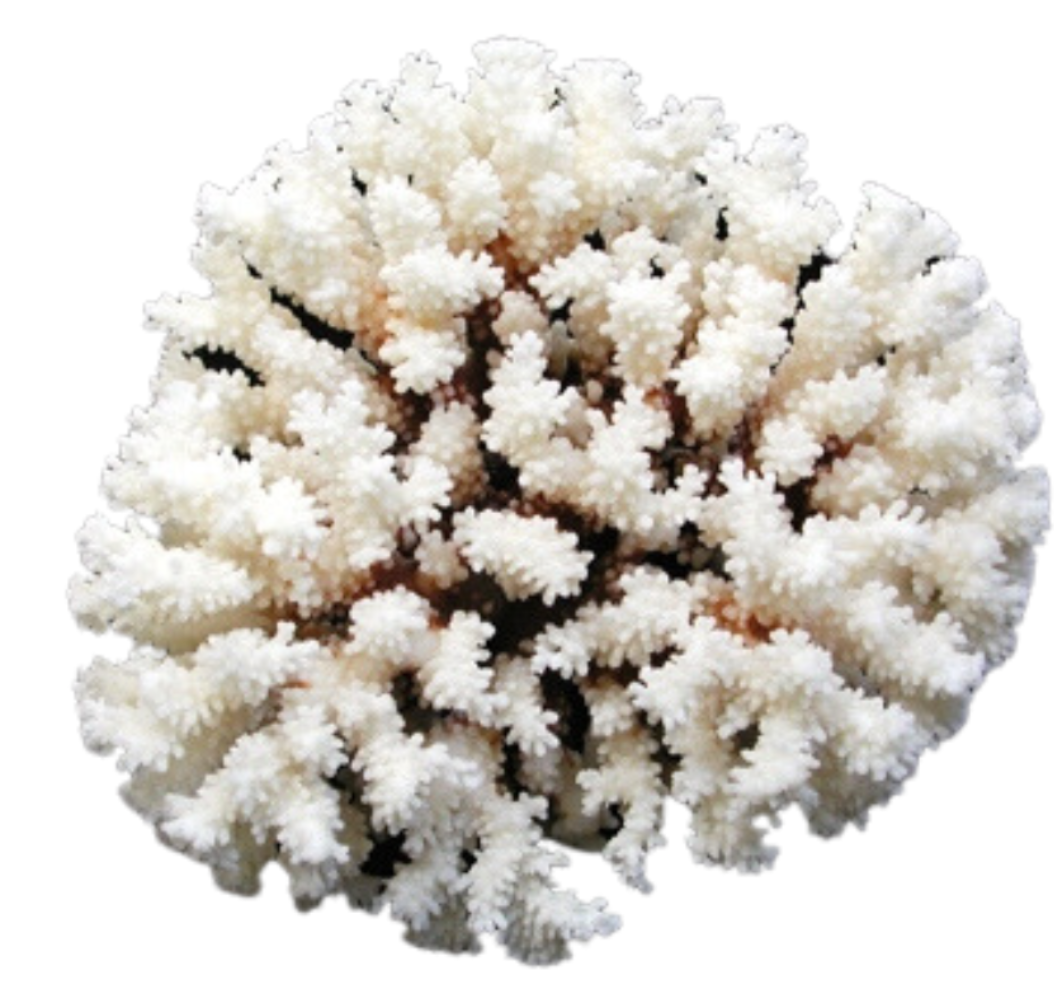 Brownstem Coral