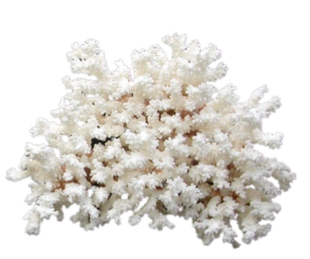 Brownstem Coral