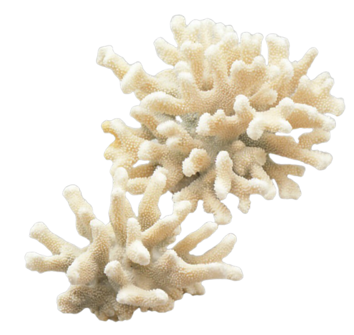 Elk Coral