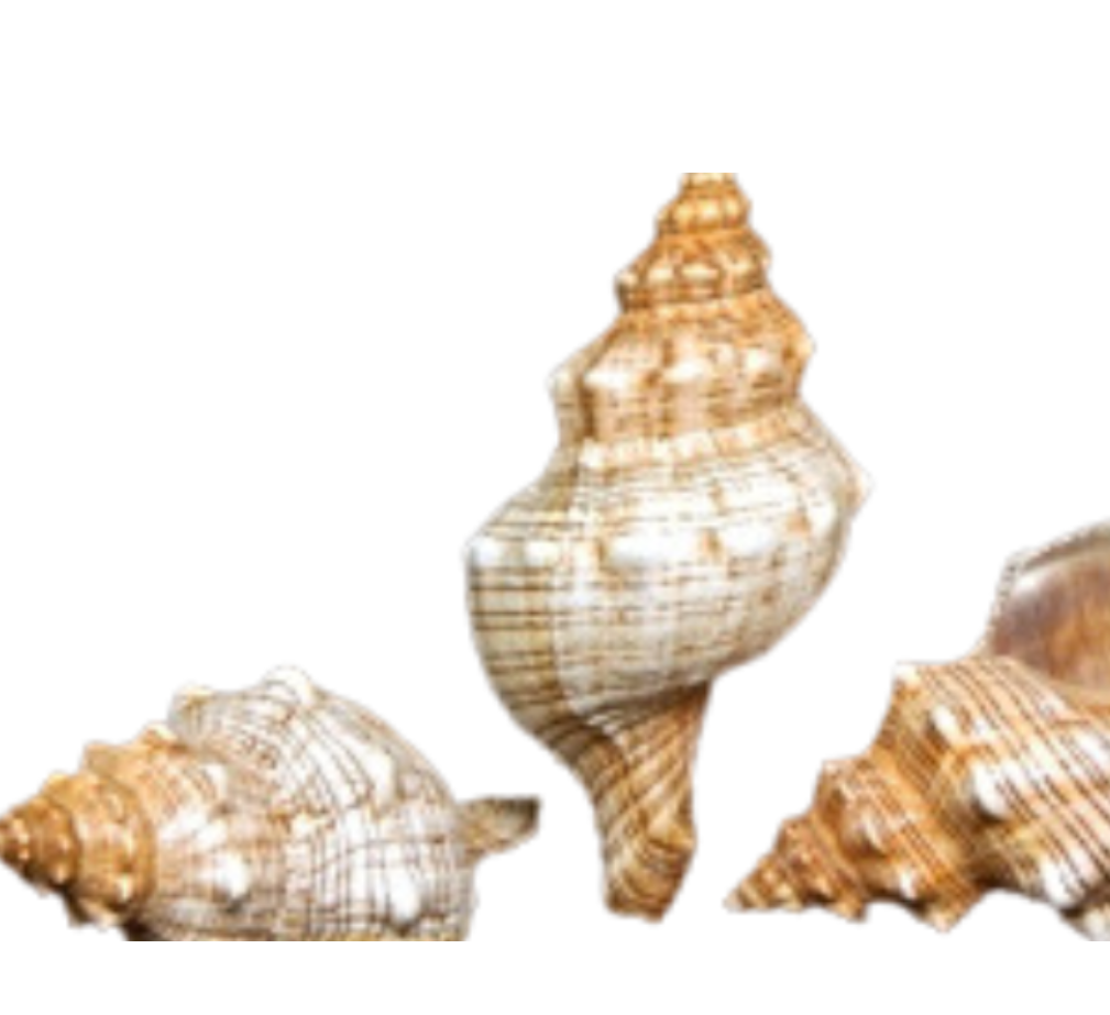 Striped Shell