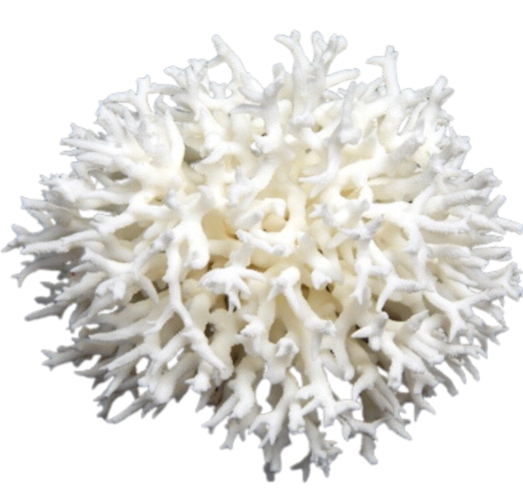 Bird Nest Coral