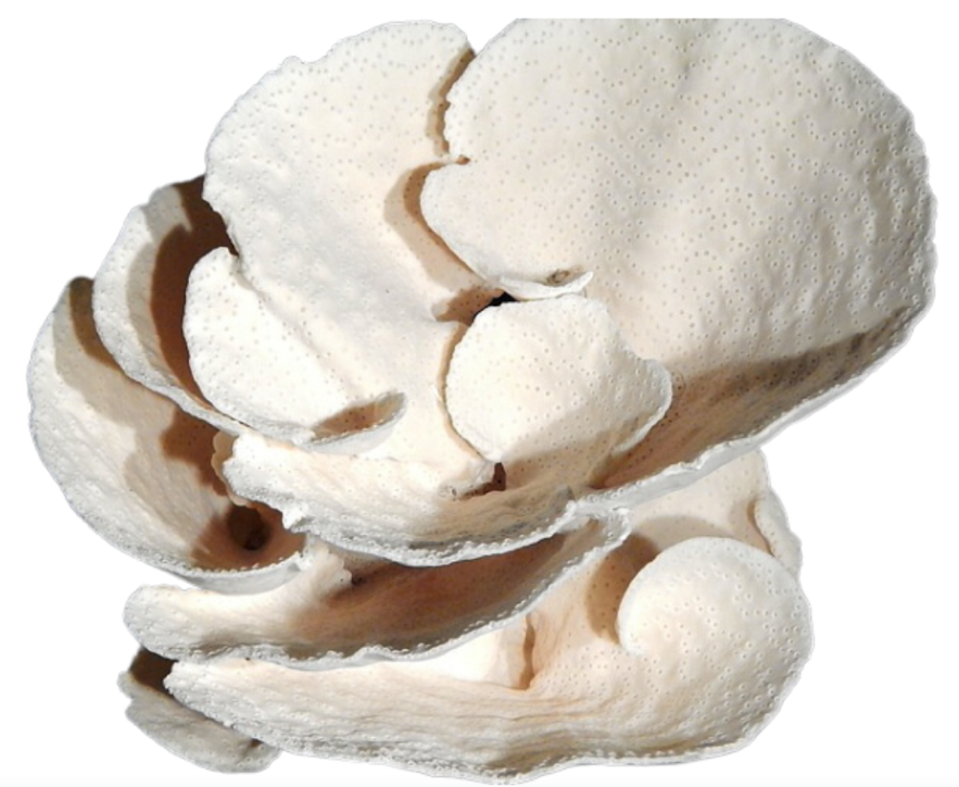 Cup Coral