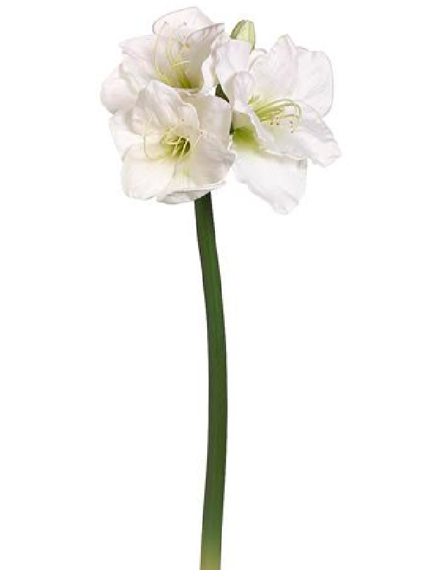 Lifelike White Amaryllis (Box of 6)