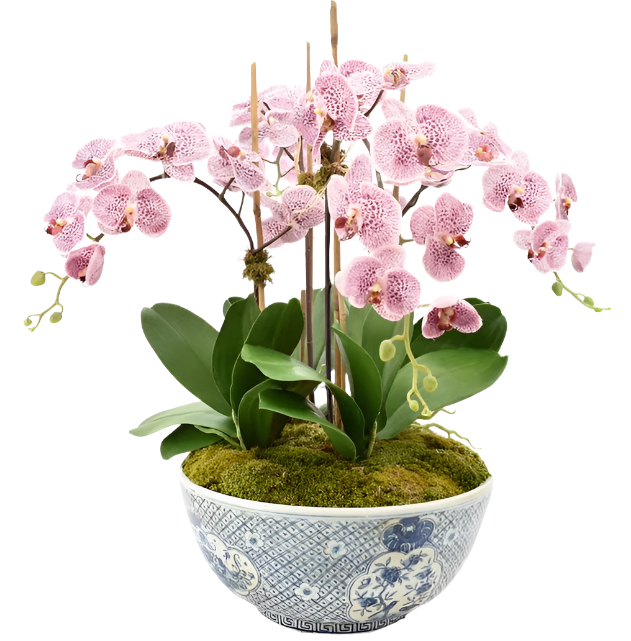 Four Stem Pink/Purple Orchid in Porcelain Size Trellis Bowl