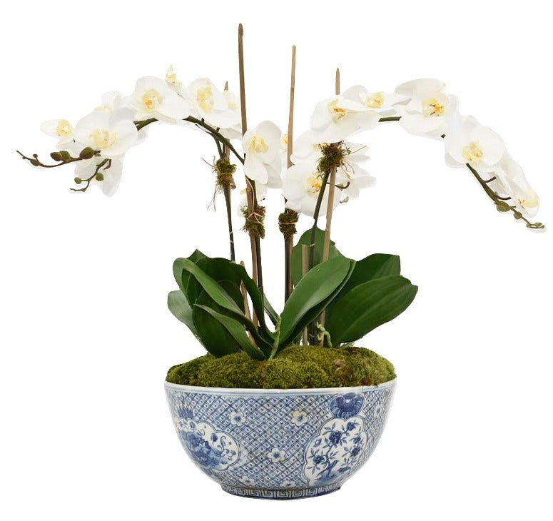 3 Stem White Orchid in Porcelain Trellis Bowl