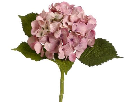 Hydrangea Stems (Box of 12)