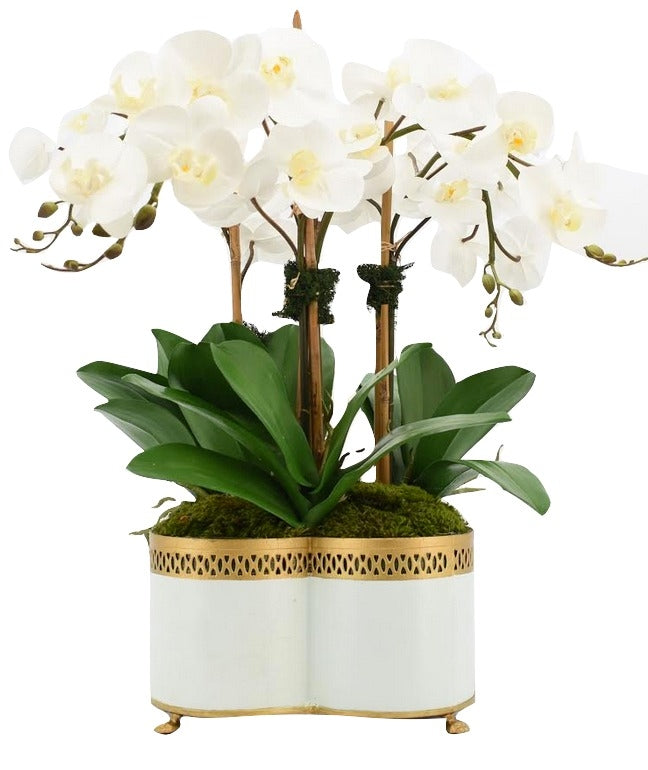 Four Stem White Orchid in Quatrefoil Pierced Planter