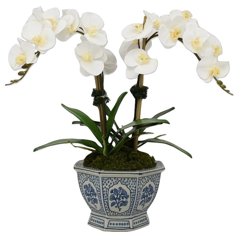 Two Stem White Orchid in Porcelain Hexagon Planter