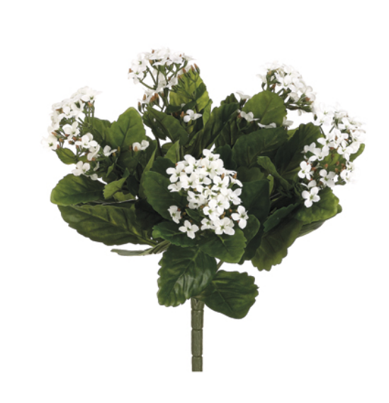 13.5" White Kalanchoe Box of 6 Stems