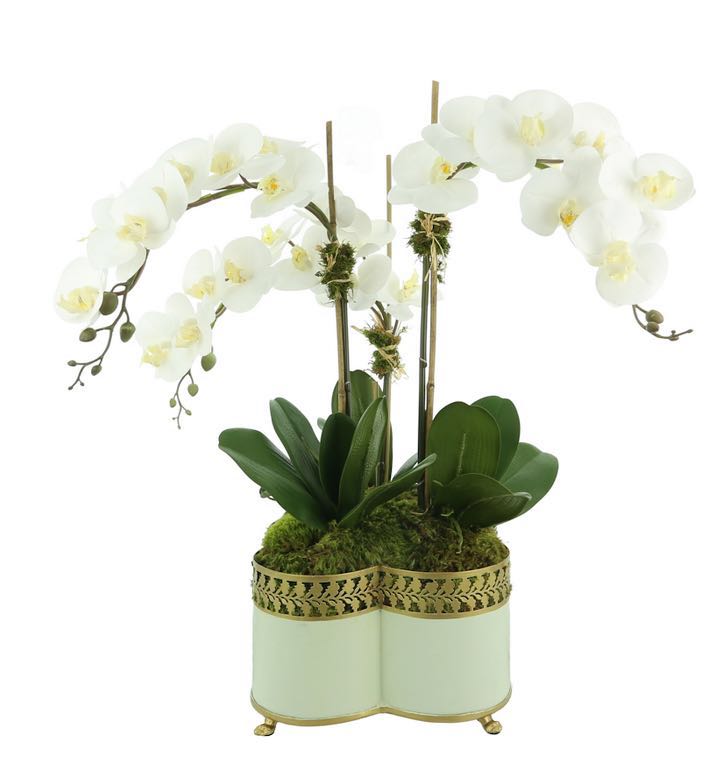 Four Stem Orchid in Pale Green Quatrefoil Planter